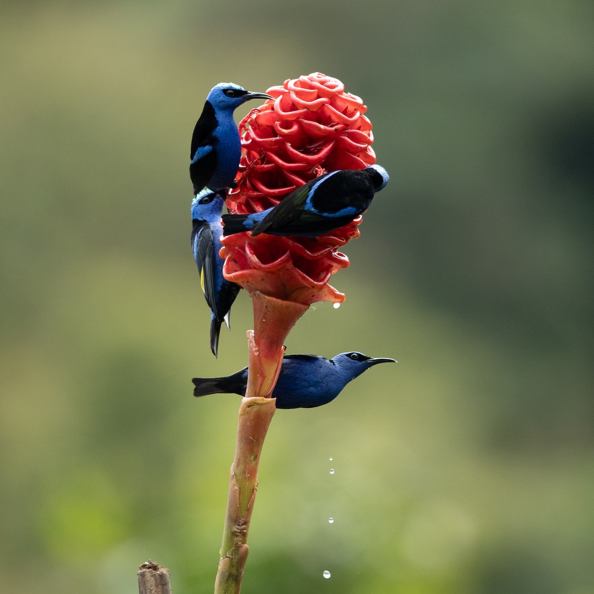 Red-legged Honeycreeper - ML631658290