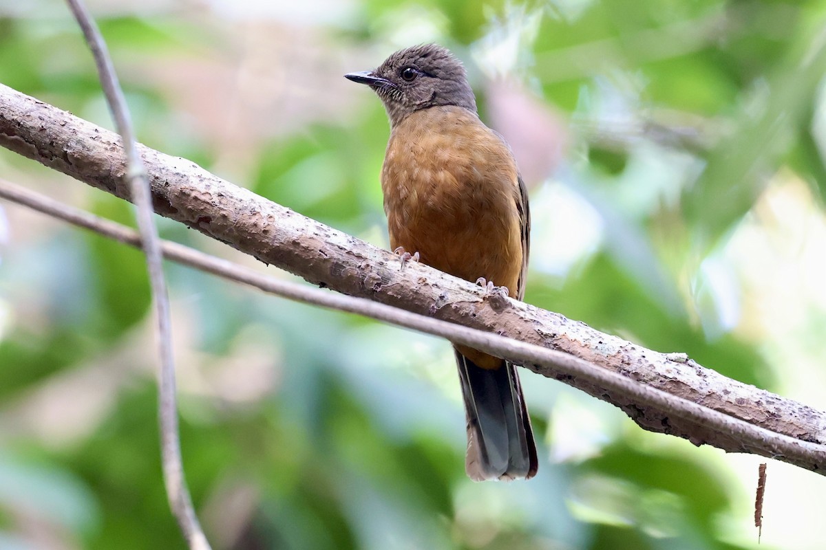 Finsch's Flycatcher-Thrush - ML631658294