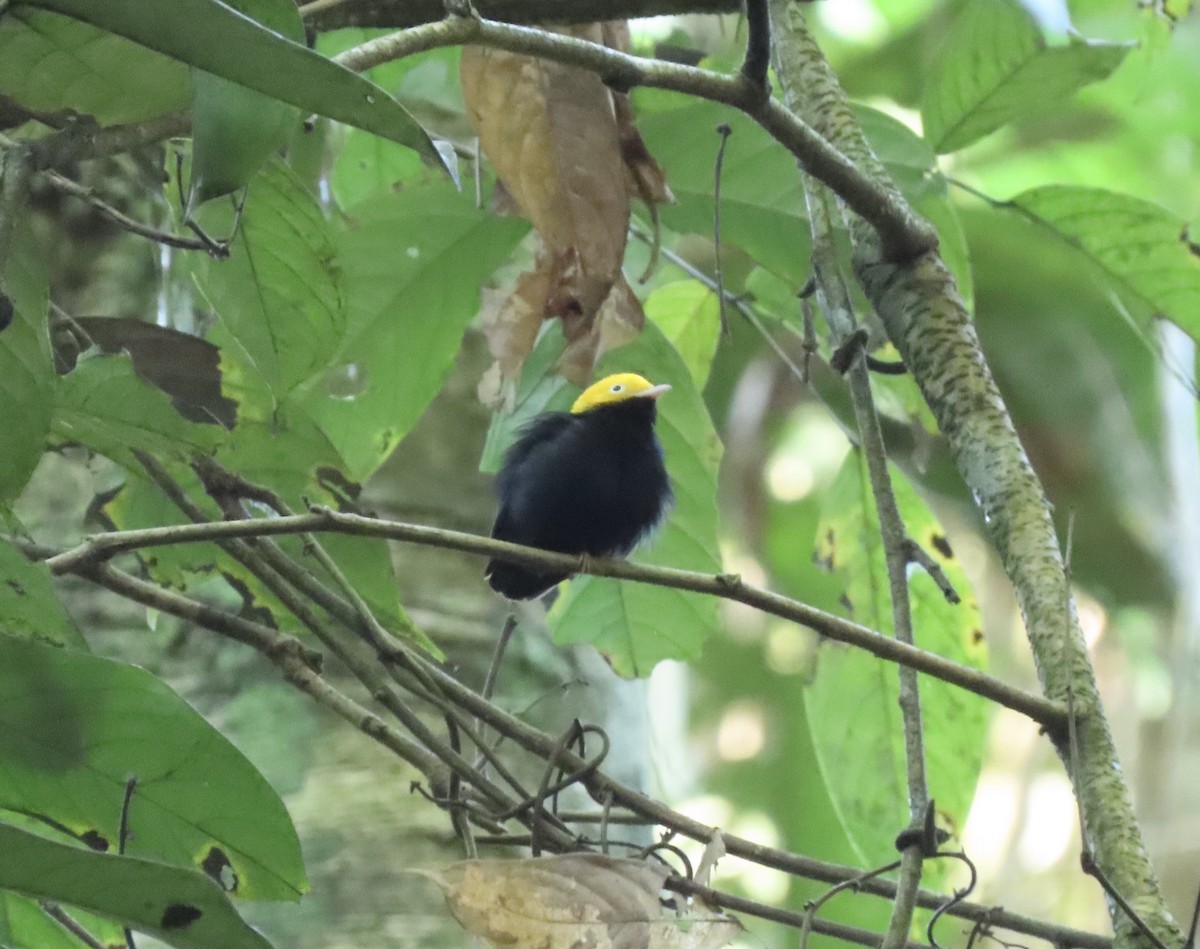 Golden-headed Manakin - ML631658311