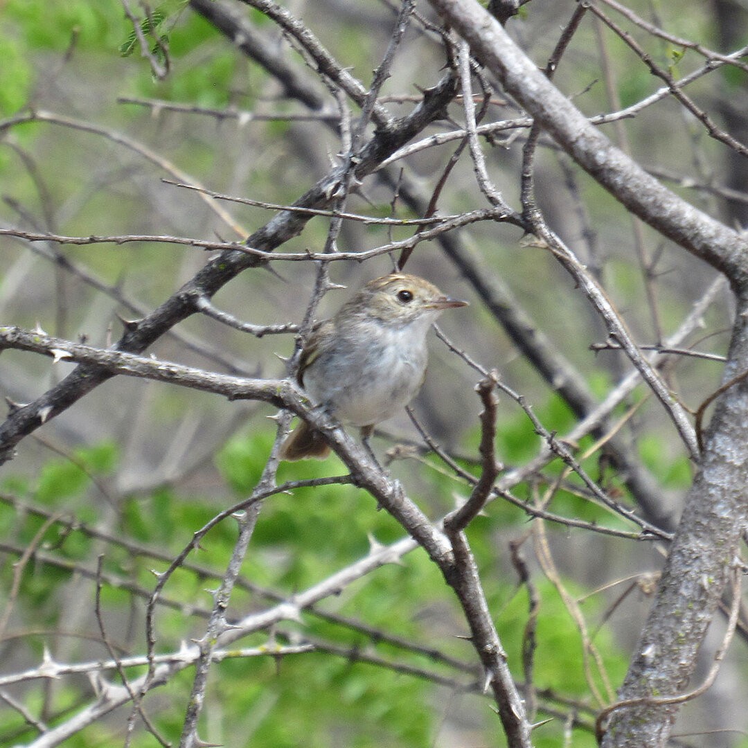 Fulvous-crowned Scrub-Tyrant - ML631658315