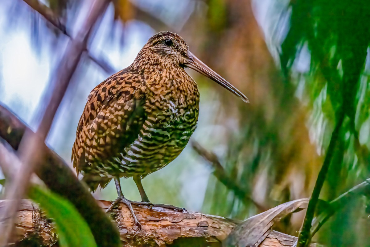 Imperial Snipe - ML631658350