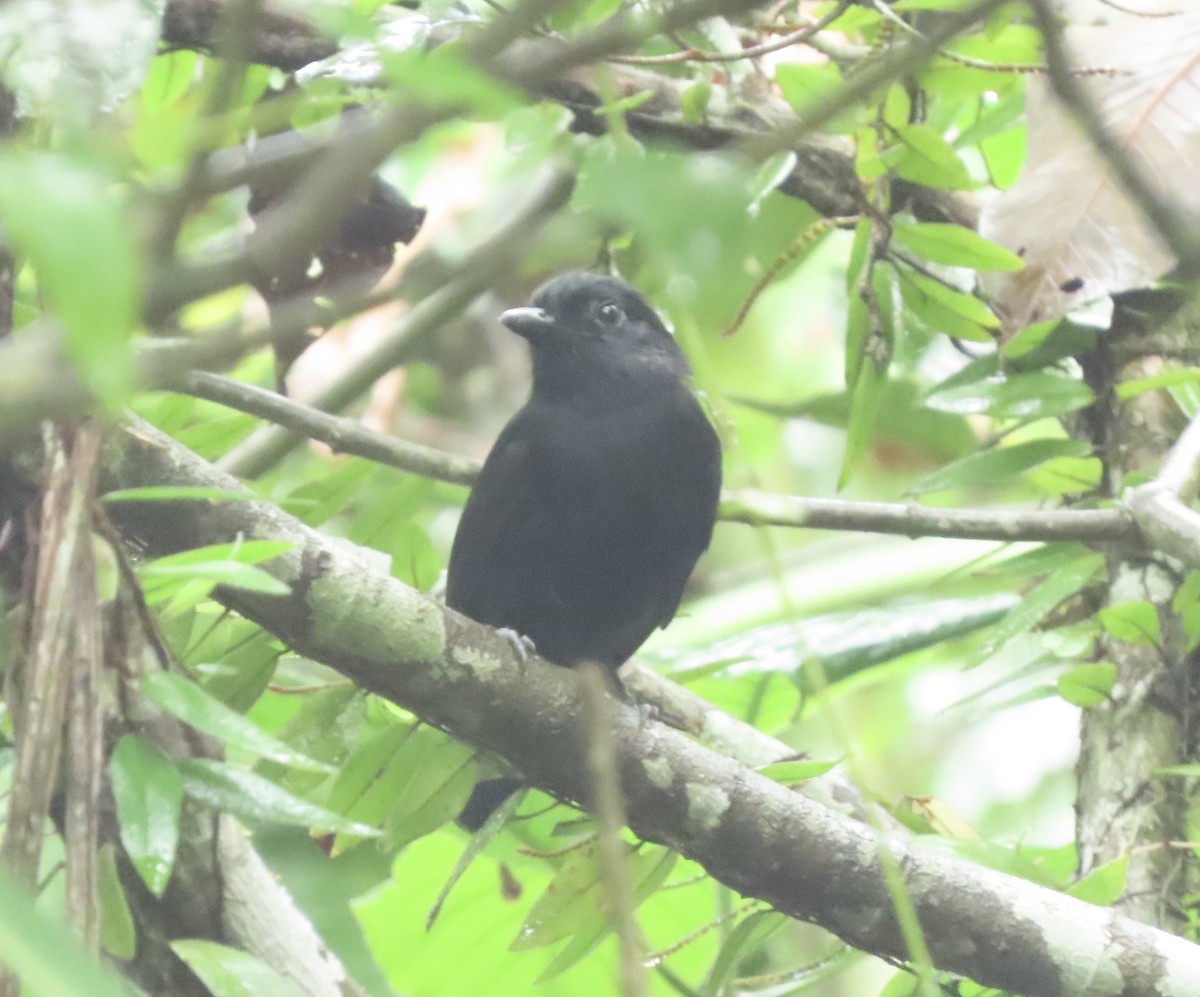 Cocha Antshrike - ML631658374