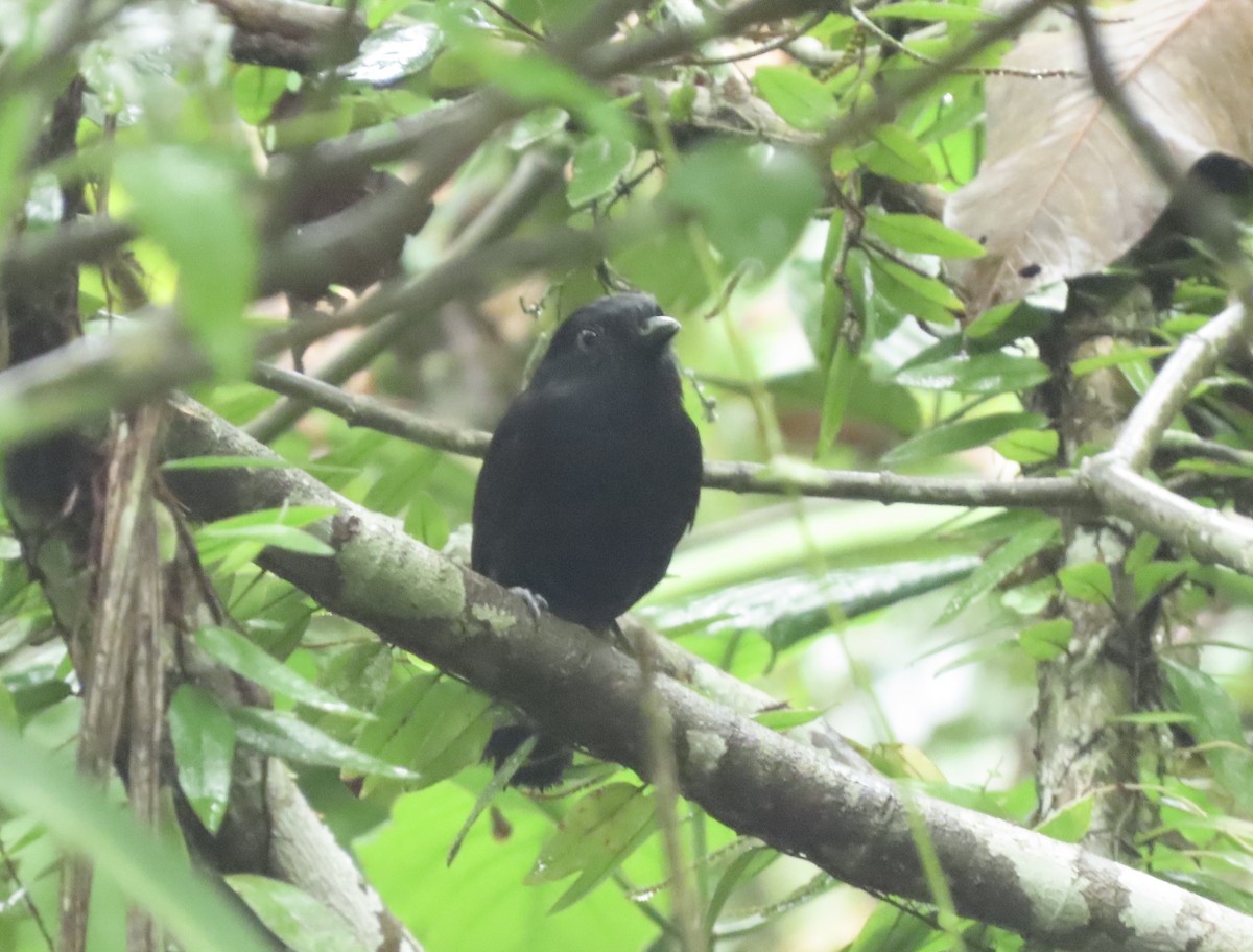 Cocha Antshrike - ML631658375