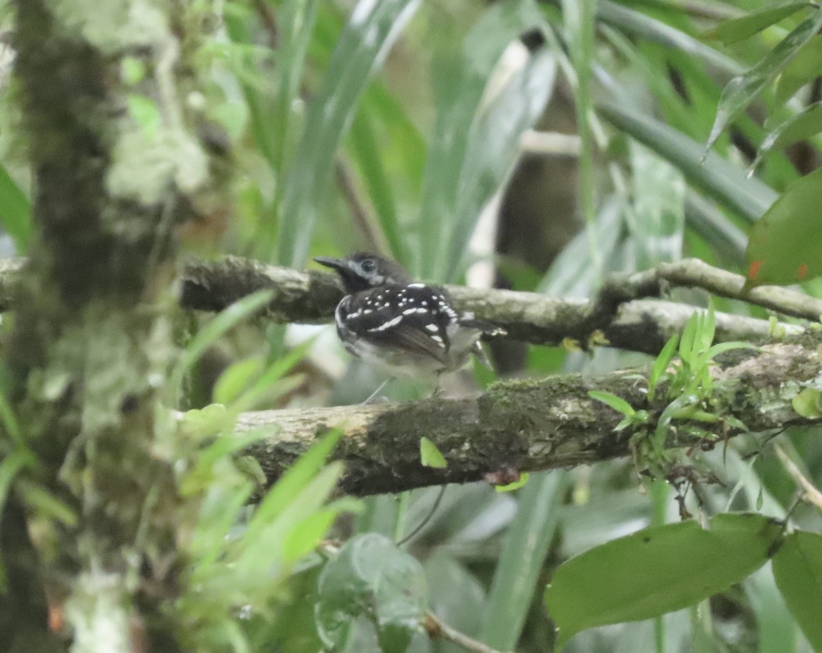 Dot-backed Antbird - ML631658379