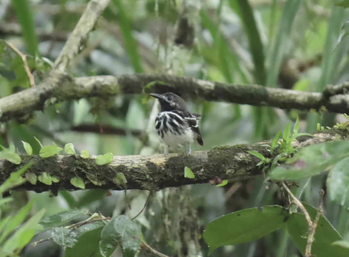 Dot-backed Antbird - ML631658380