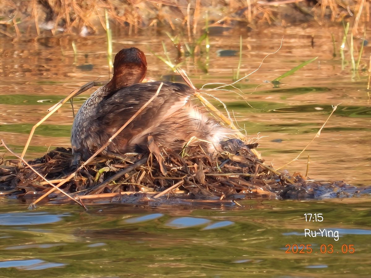 Little Grebe - ML631658485