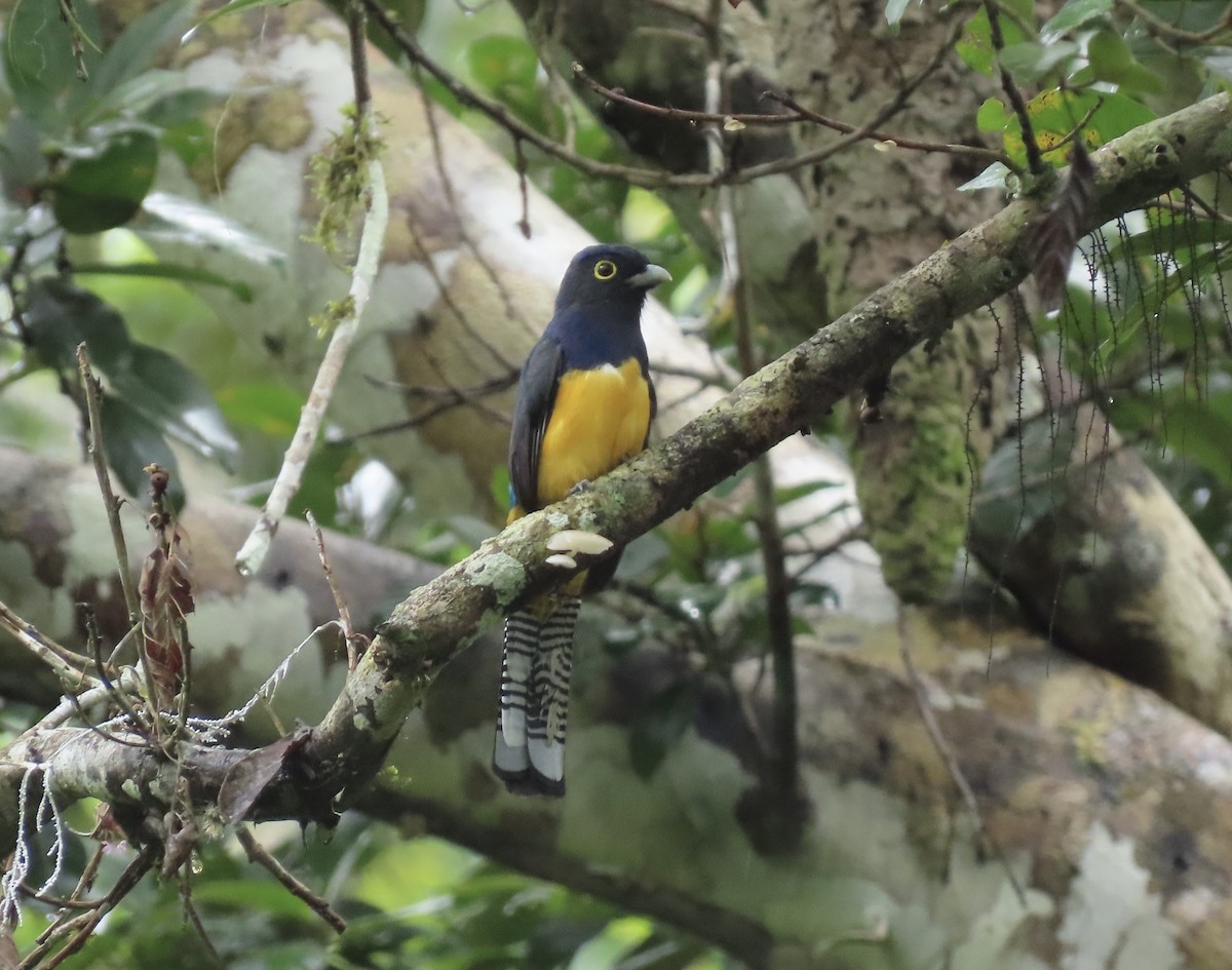 amazontrogon - ML631658516