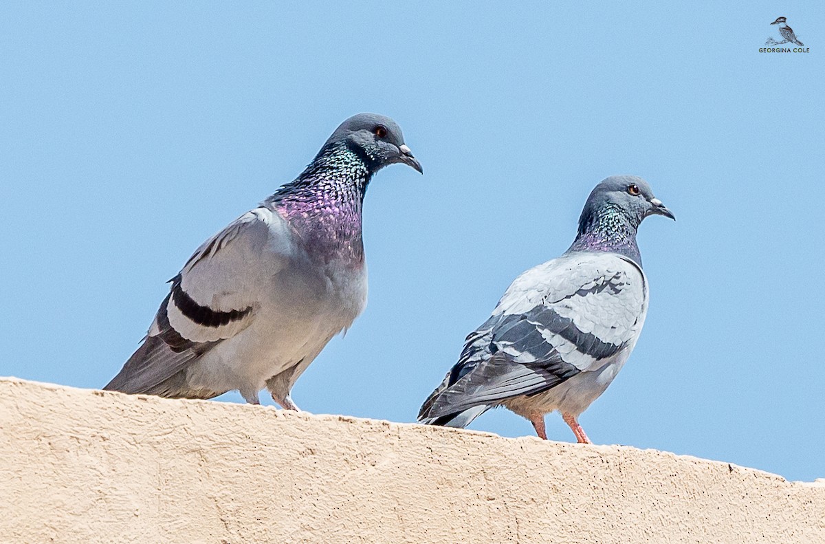 Rock Pigeon - ML631658629