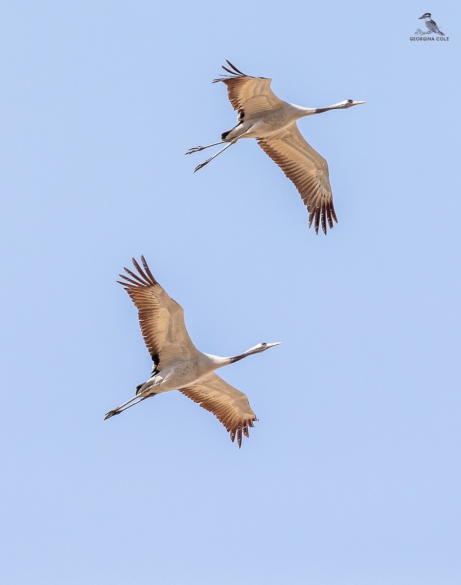 Common Crane - ML631658654