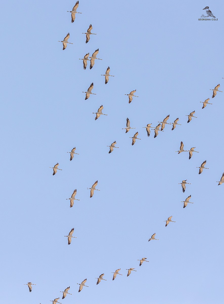 Common Crane - ML631658656