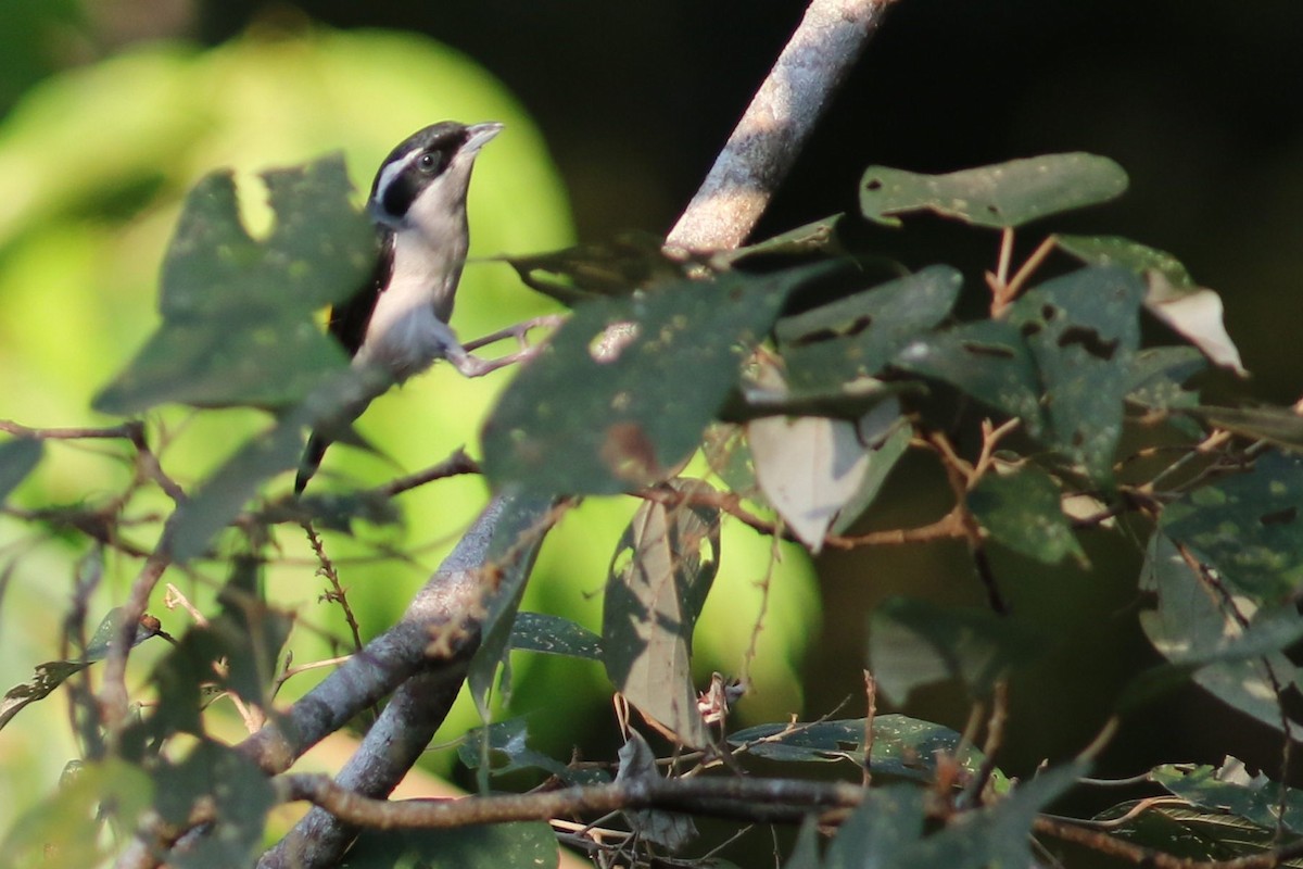 White-browed Shrike-Babbler (Blyth's) - ML631658737