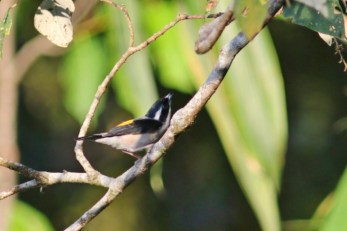 White-browed Shrike-Babbler (Blyth's) - ML631658738