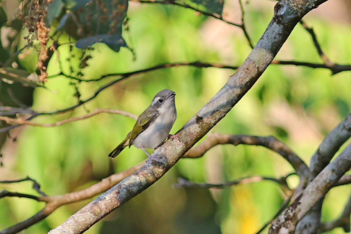 White-browed Shrike-Babbler (Blyth's) - ML631658739