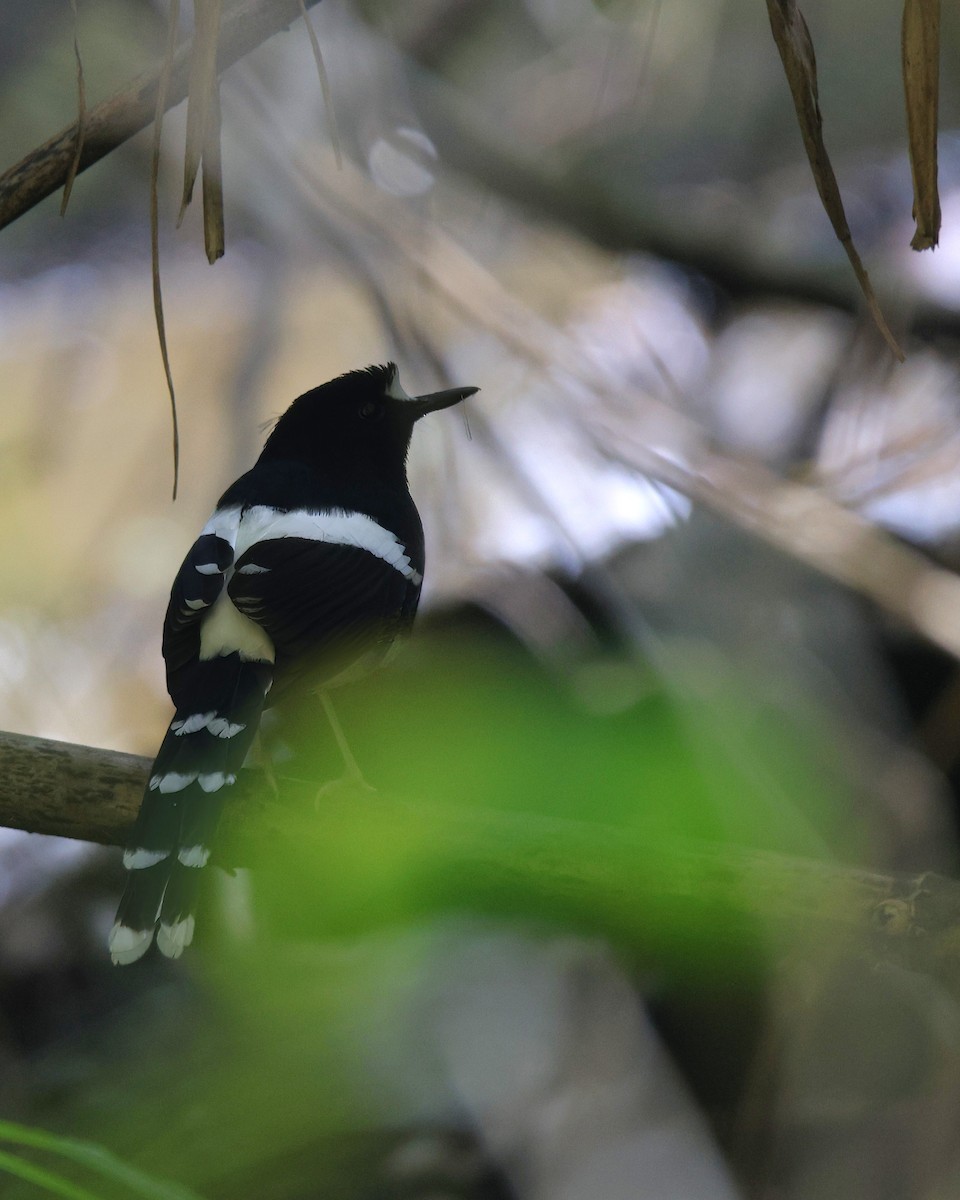 Bornean Forktail - ML631658767