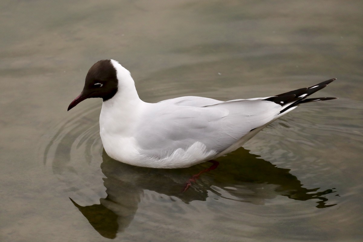 Бор толгойт цахлай - ML631658781