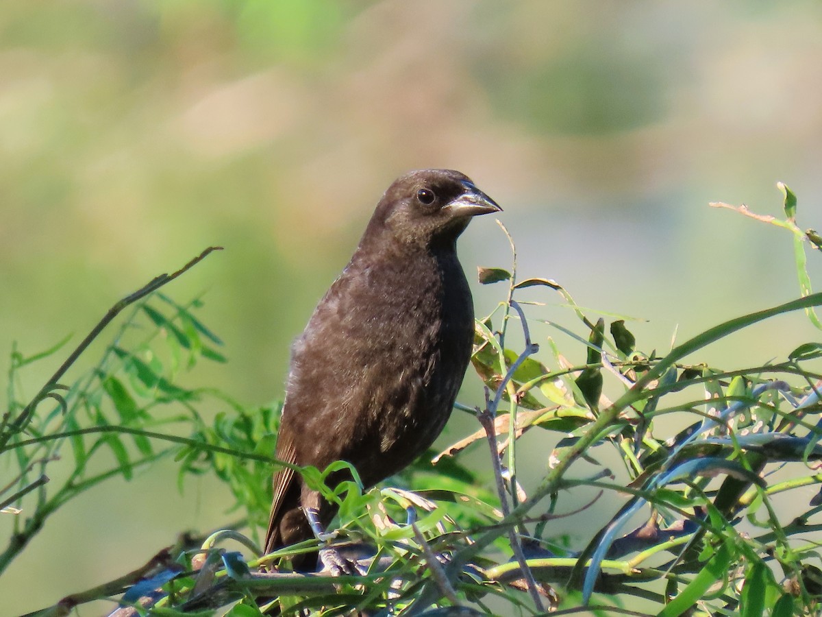 ナキコウウチョウ - ML631659057