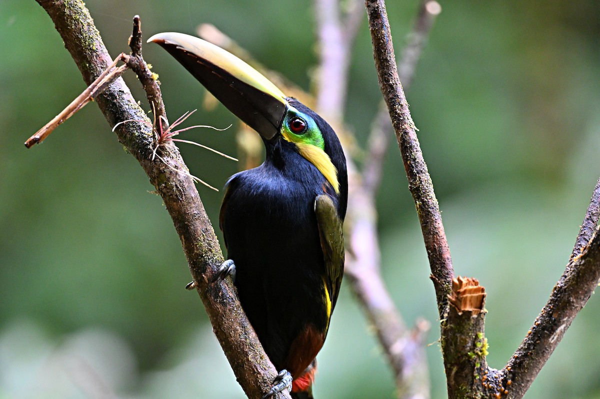 Yellow-eared Toucanet - ML631659094