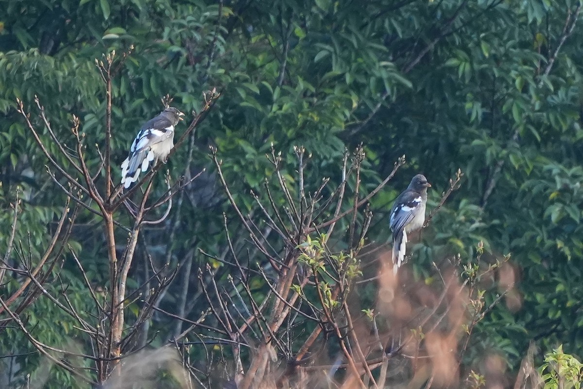 White-winged Magpie (Gray-tailed) - ML631659297