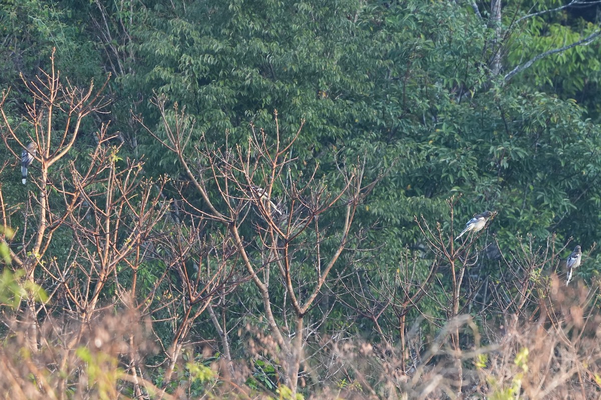 White-winged Magpie (Gray-tailed) - ML631659298