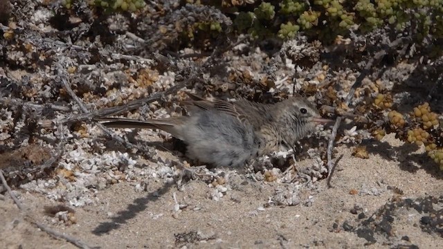 Berthelot's Pipit - ML631660031