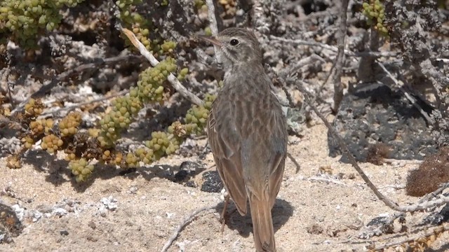 Berthelot's Pipit - ML631660034