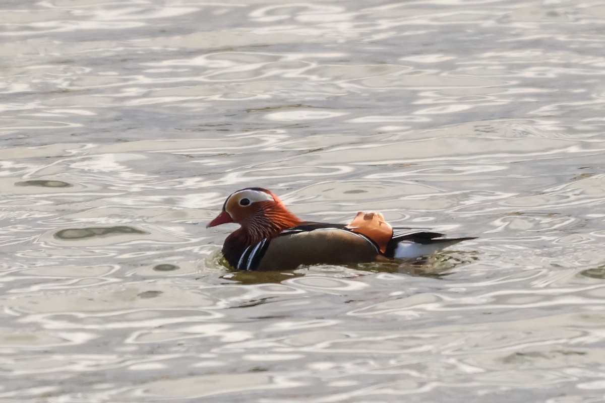 Mandarin Duck - ML631660089