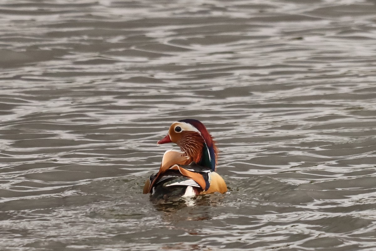 Mandarin Duck - ML631660090