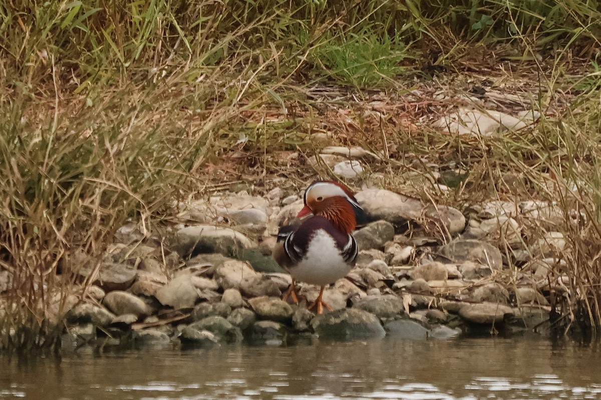 Mandarin Duck - ML631660091