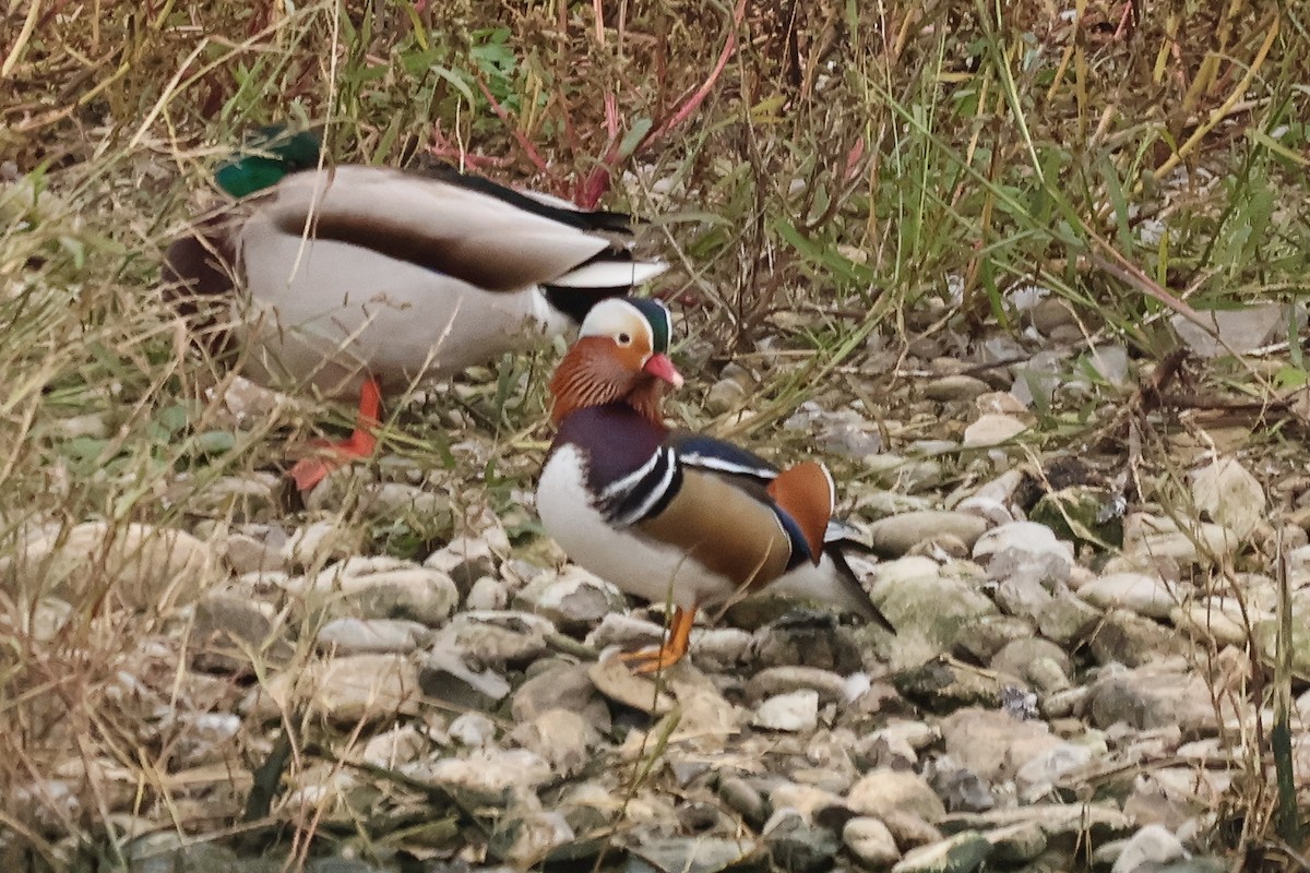 Mandarin Duck - ML631660092