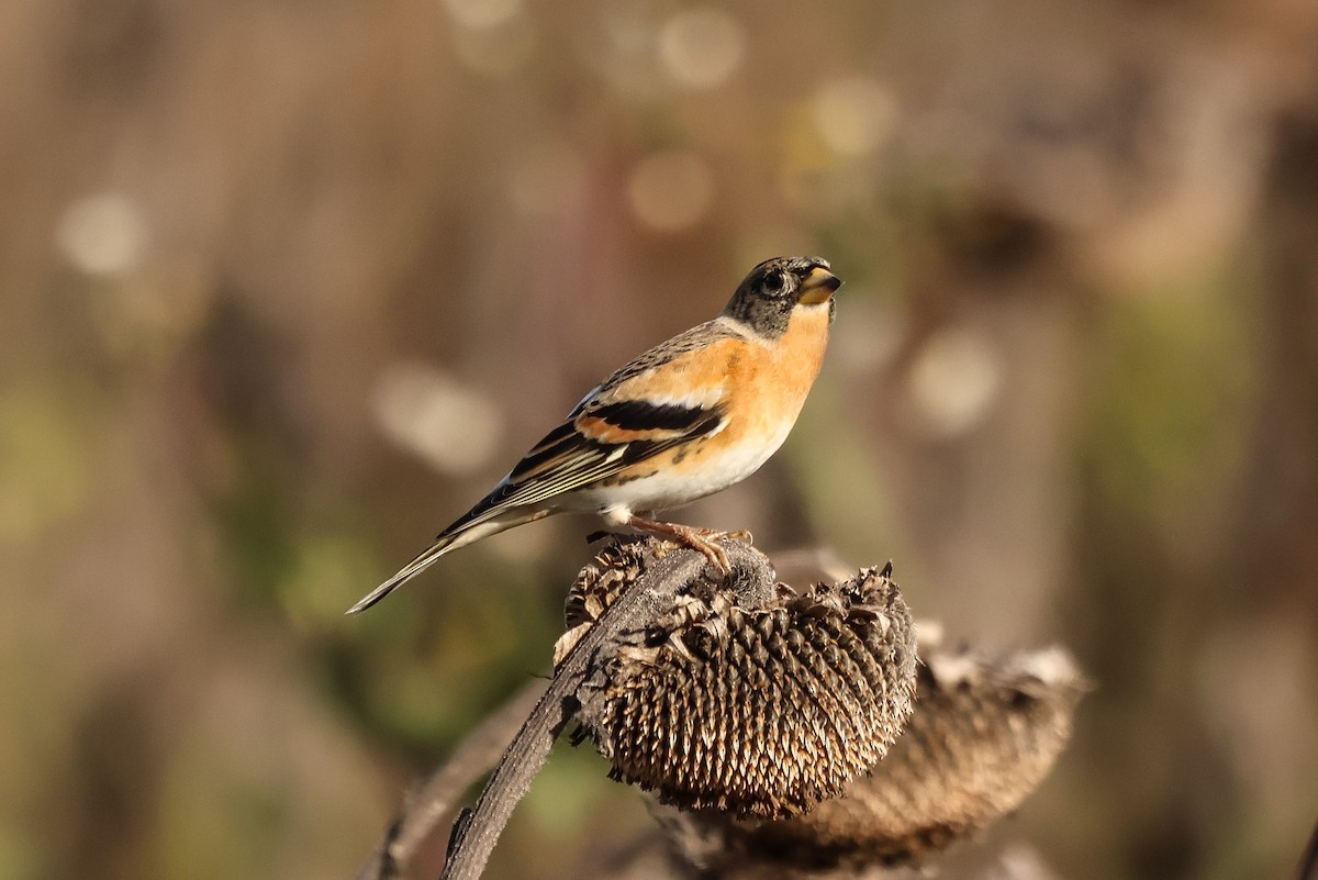 Brambling - ML631660094