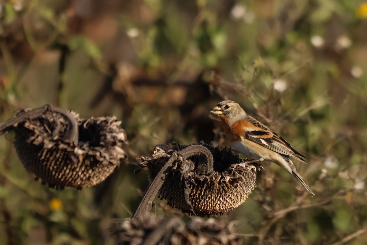 Brambling - ML631660095