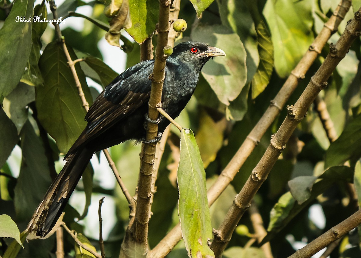 Asian Koel - ML631660111