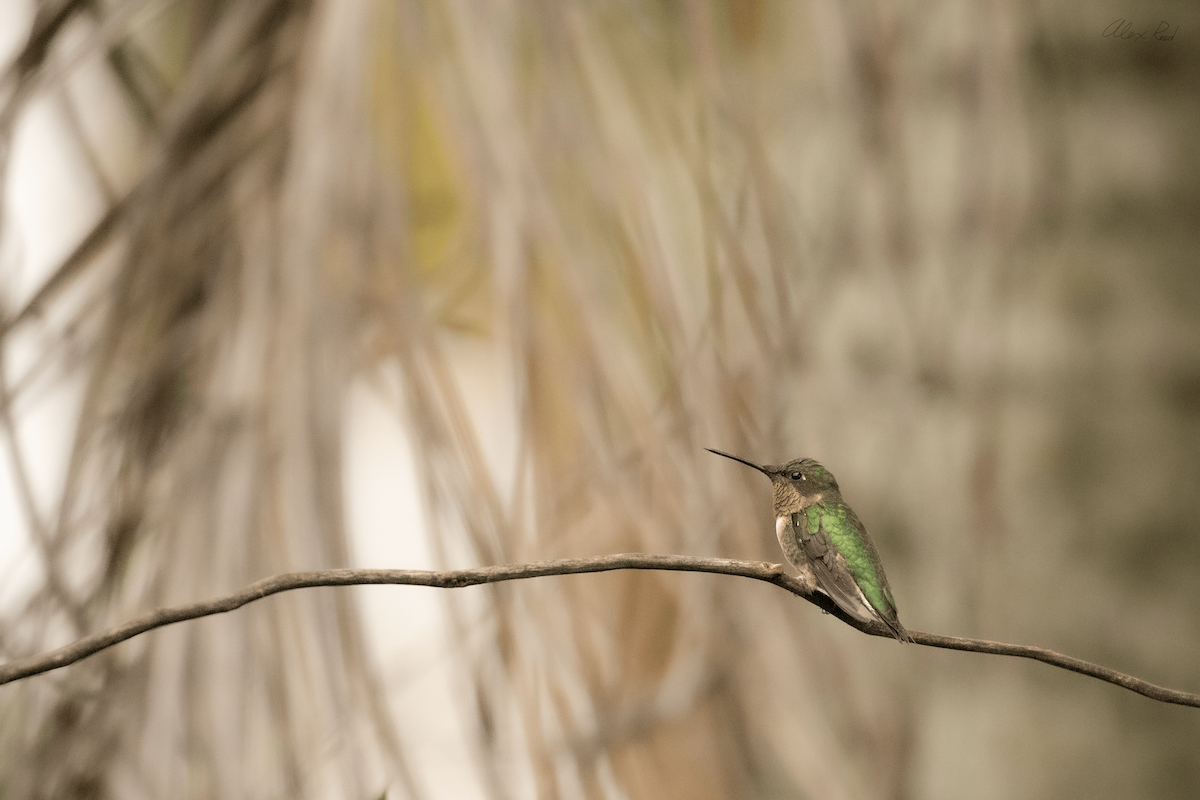 Ruby-throated Hummingbird - ML631660135
