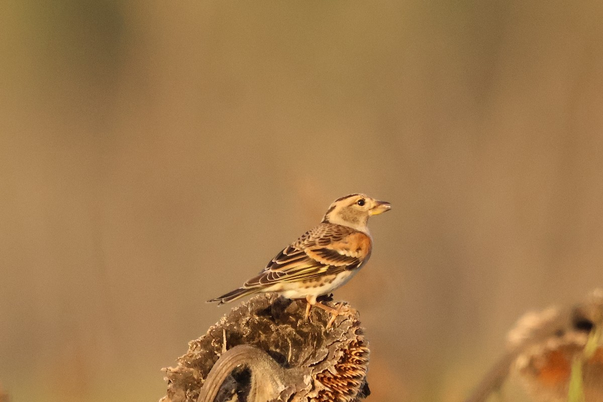Brambling - ML631660218