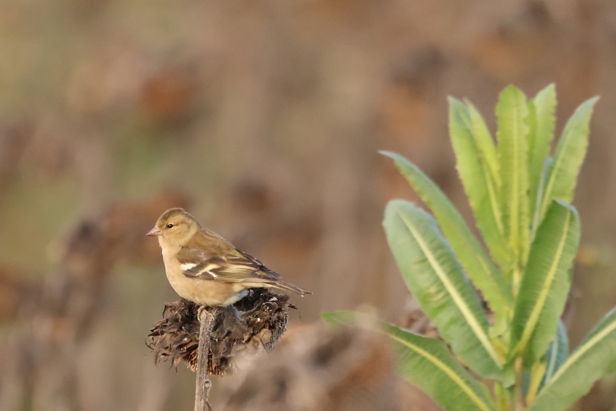 Common Chaffinch - ML631660222