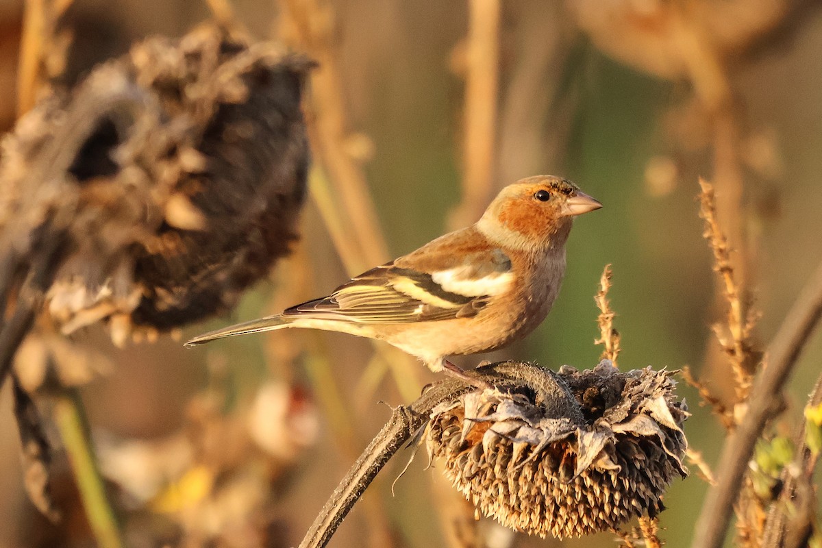 Common Chaffinch - ML631660223