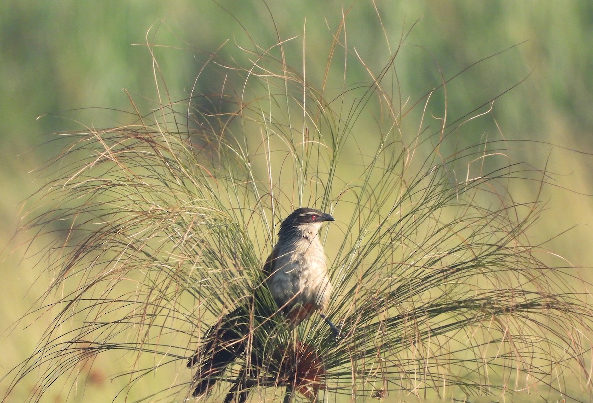 White-browed Coucal - ML631660317