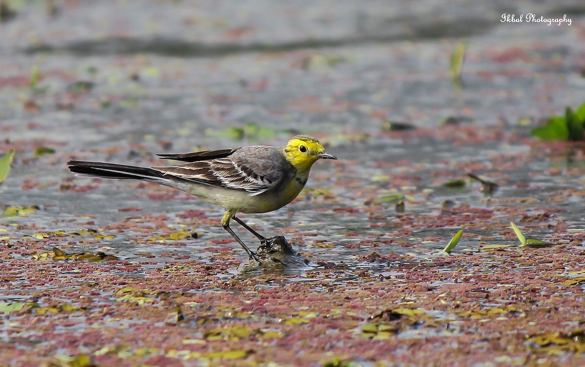 Citrine Wagtail - ML631660362