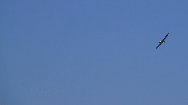 スミレミドリツバメ - ML631660399