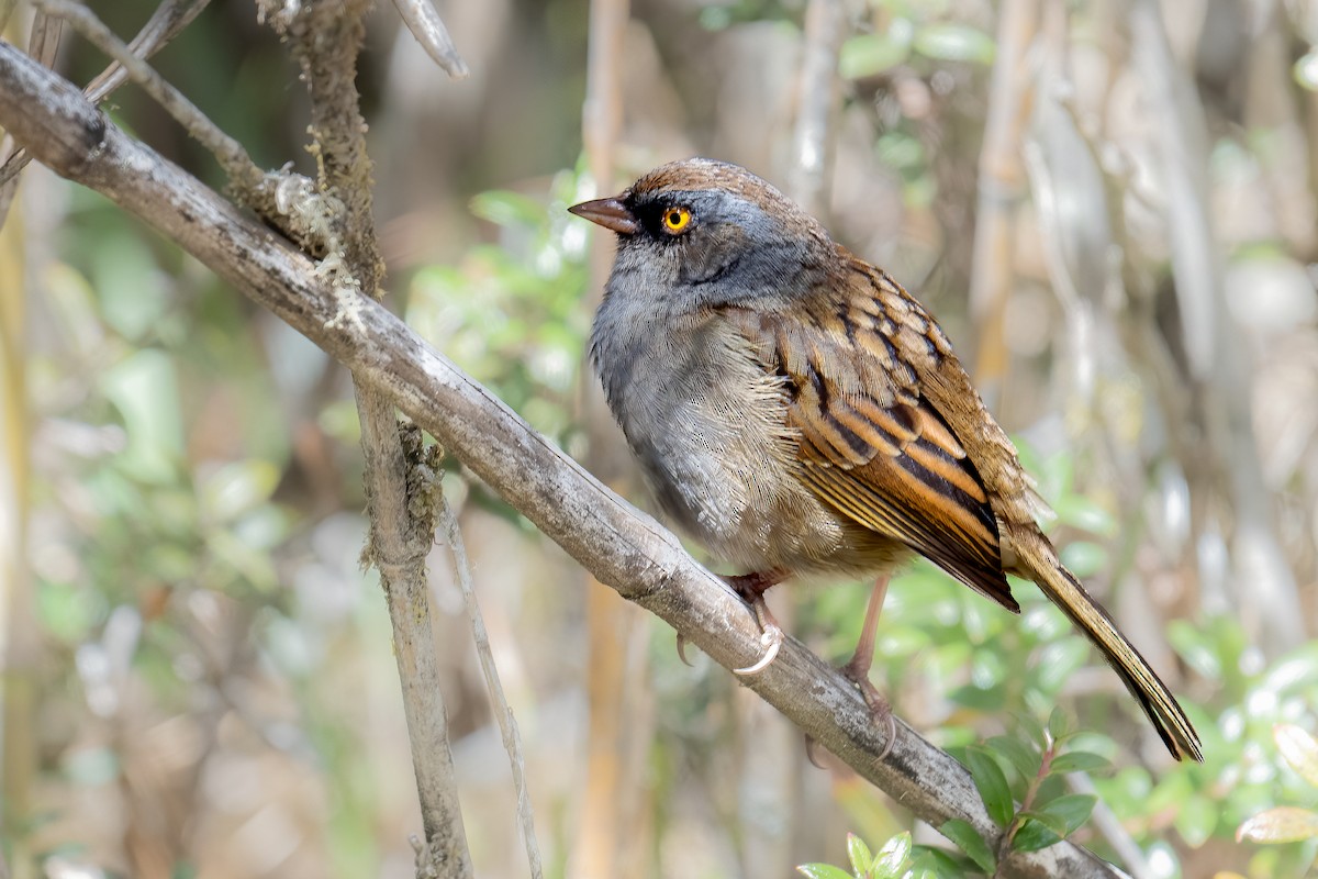Volcano Junco - ML631660405