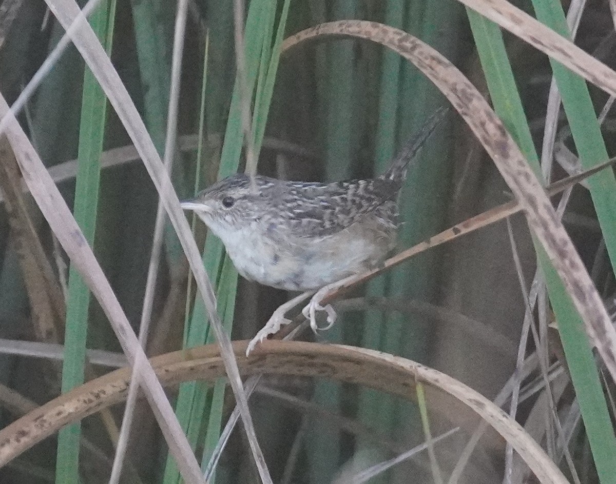 Marsh Wren - ML631660480