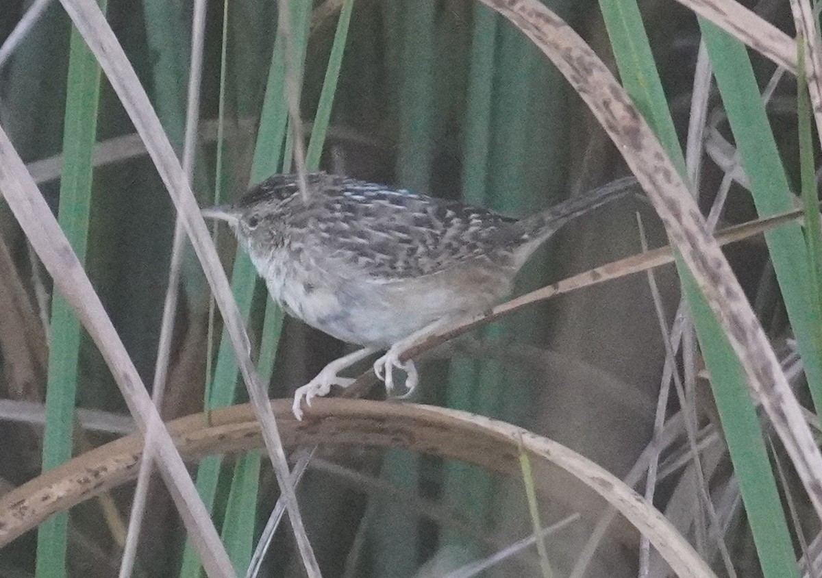 Marsh Wren - ML631660481