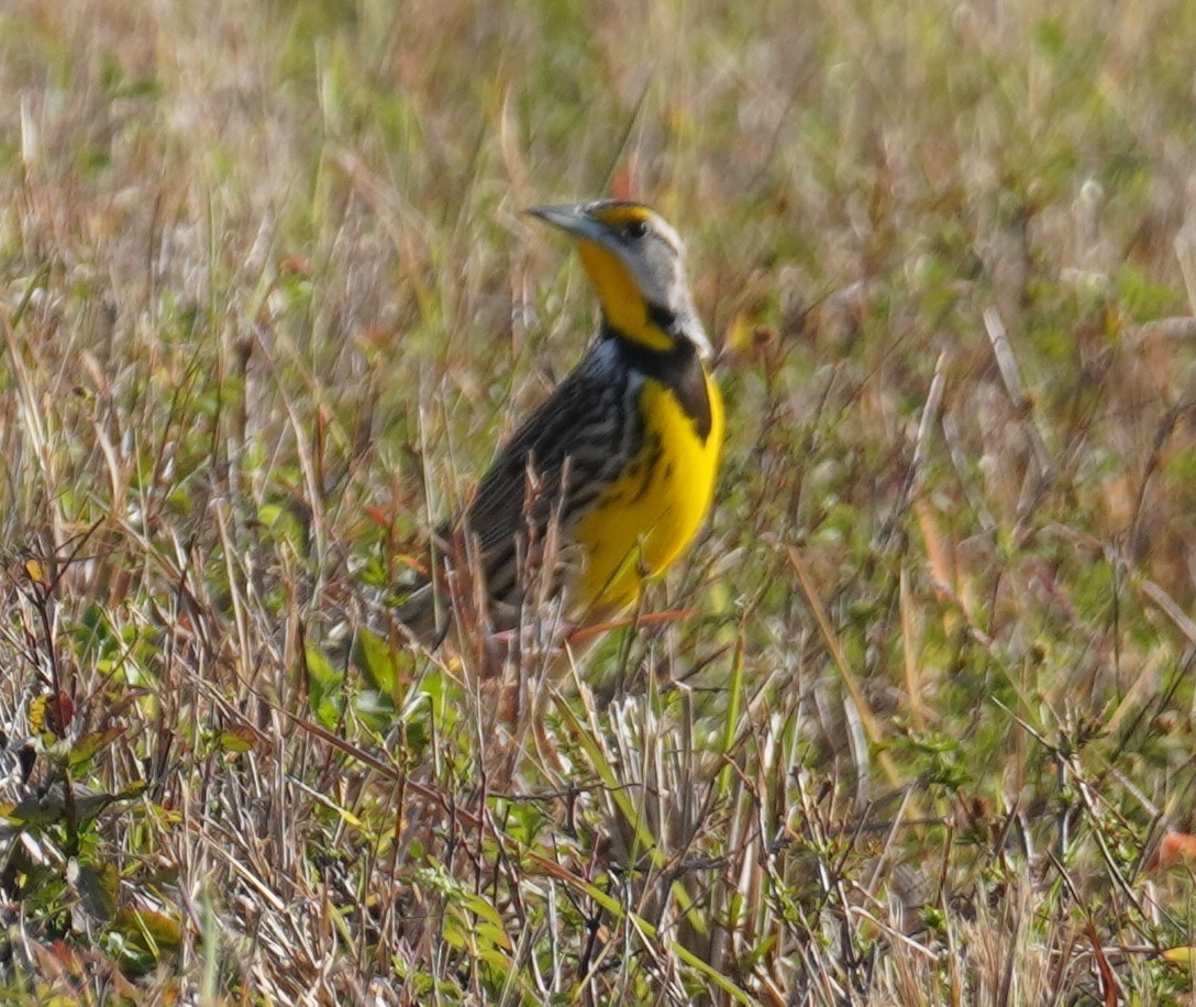 Eastern Meadowlark - ML631660494