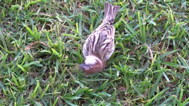 Spanish Sparrow - ML631660712