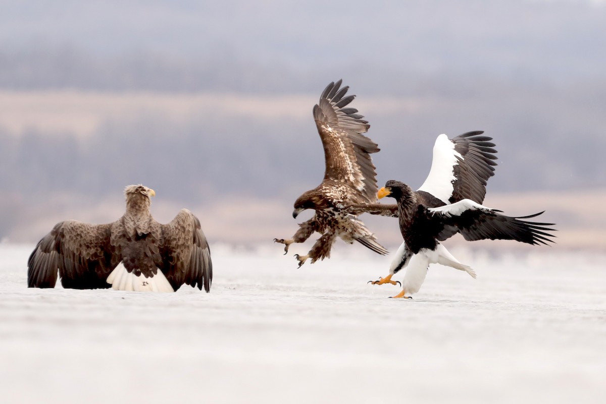Steller's Sea-Eagle - ML631660734