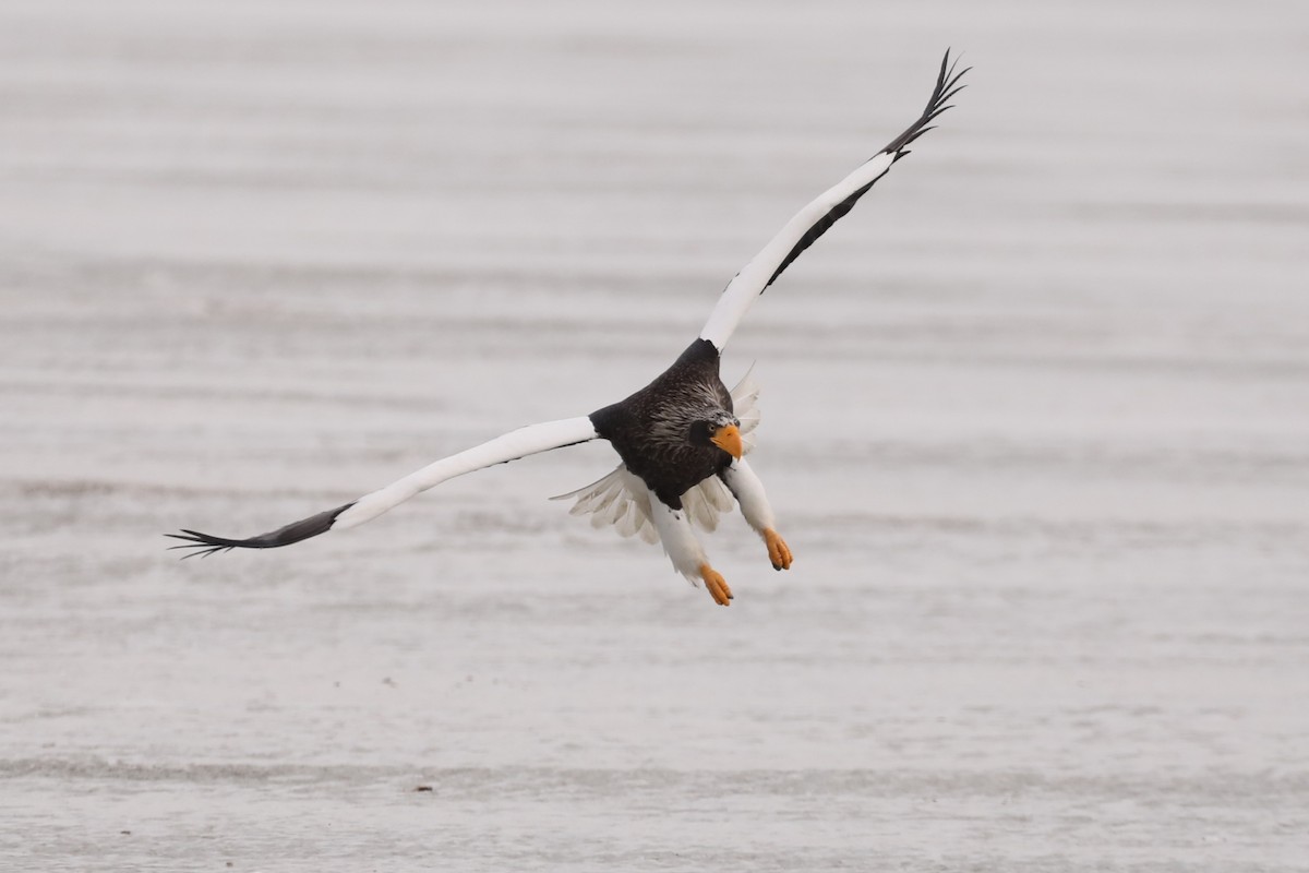 Steller's Sea-Eagle - ML631660735