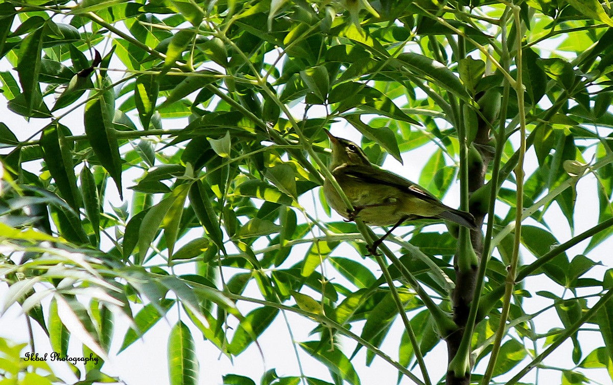 Tickell's Leaf Warbler (Tickell's) - ML631660775