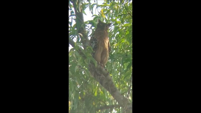 Brown Fish-Owl - ML631660977