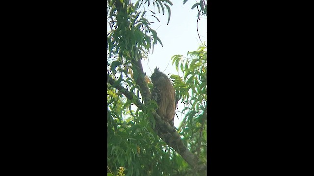 Brown Fish-Owl - ML631660978