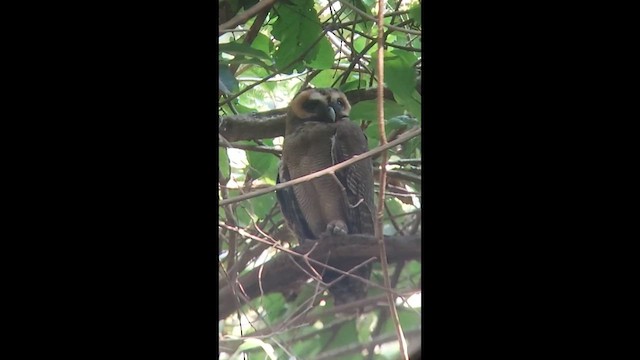 Brown Wood-Owl - ML631660994